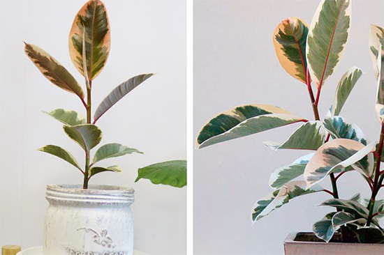 你以為植物只能放陽臺(tái)?五款室內(nèi)盆栽，家里也能擁有綠