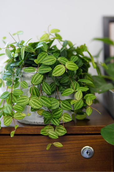 你以為植物只能放陽臺(tái)?五款室內(nèi)盆栽，家里也能擁有綠